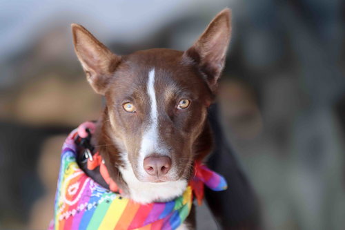 picture of the dog needing adoption