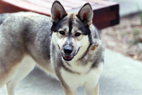 picture of the dog needing adoption