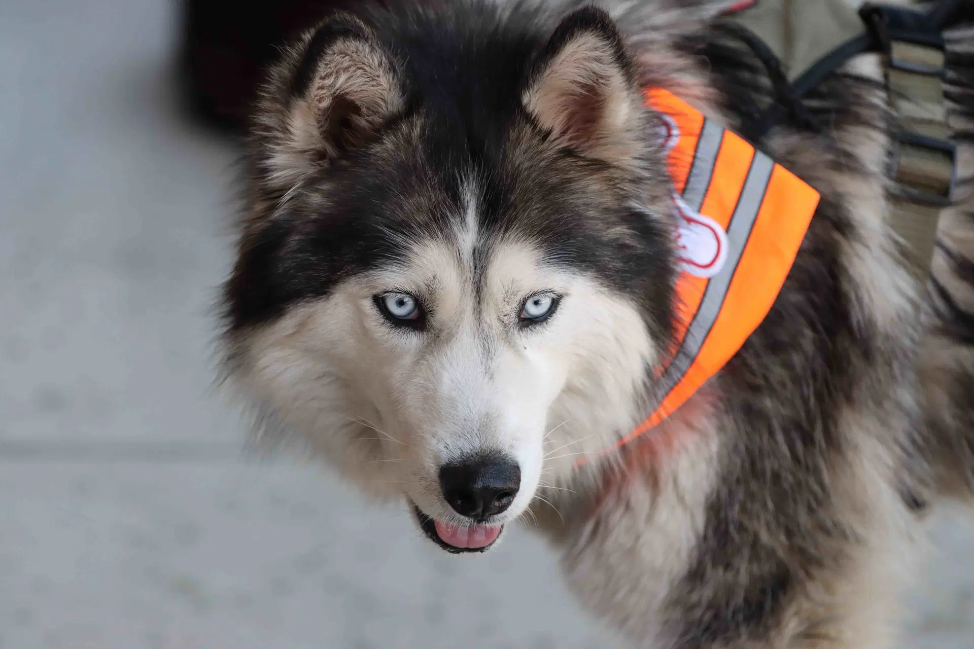 Cinder - Siberian Husky