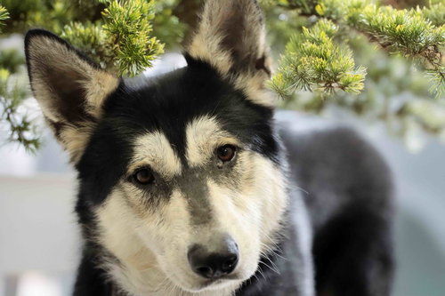 animal-image
