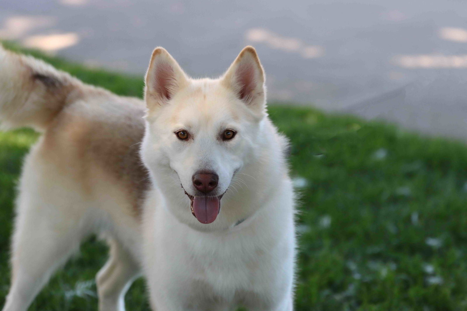 adoptable Dog in Walnut Creek, CA named Lorna