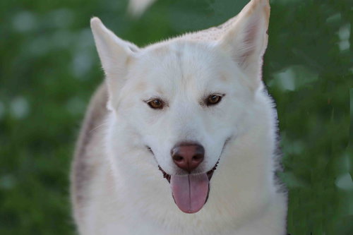 LORNA - Siberian Husky available for adoption
