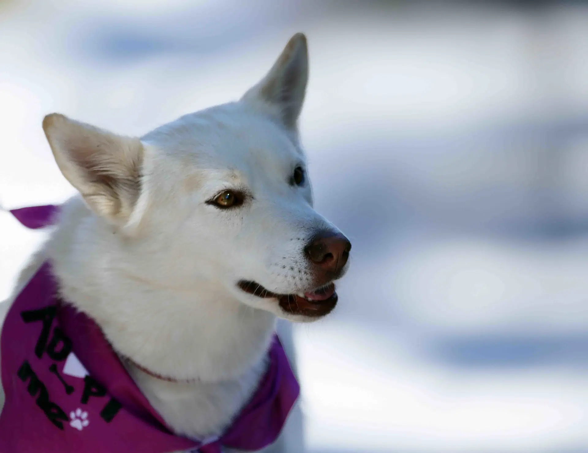 Lorna - Siberian Husky