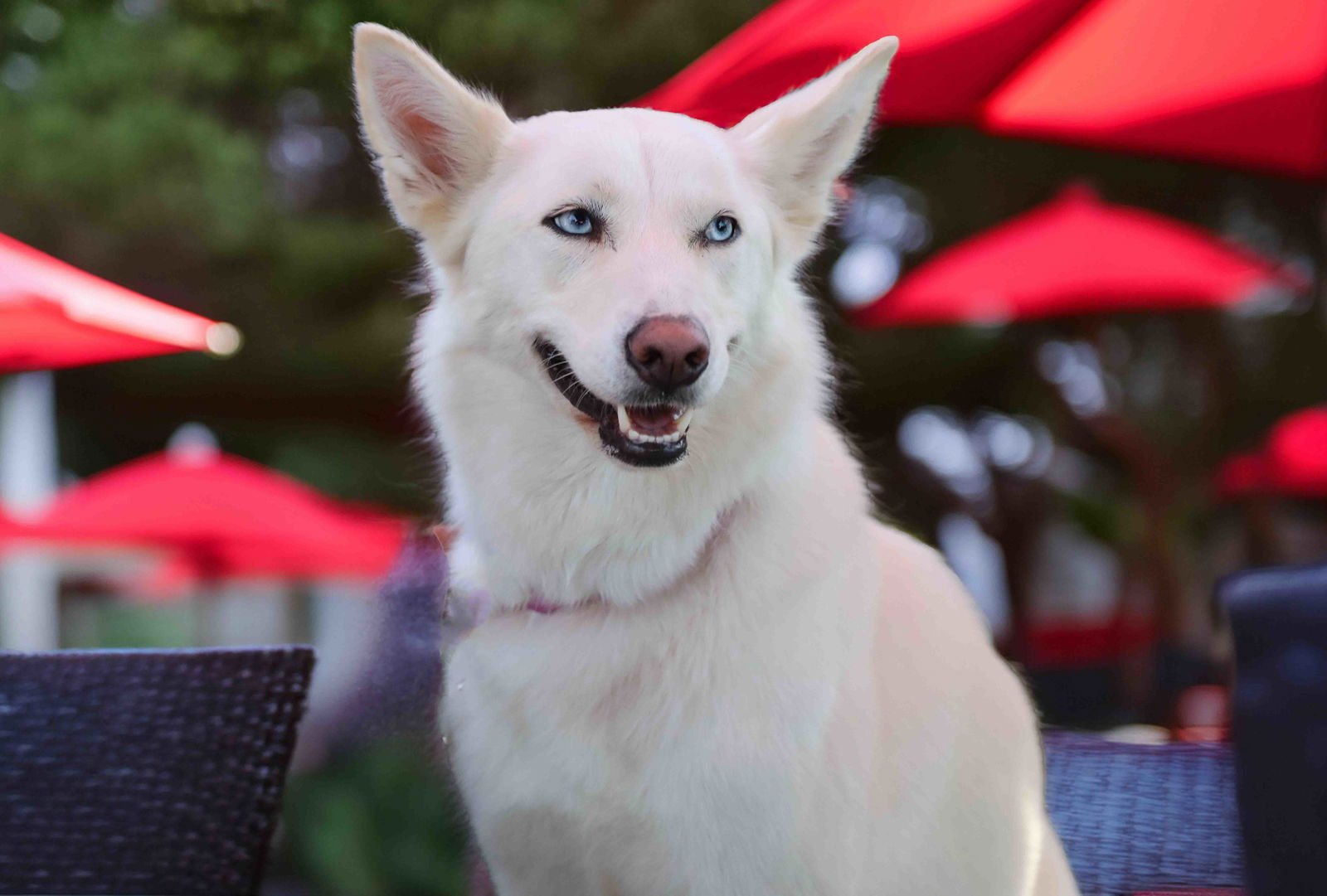 adoptable Dog in Walnut Creek, CA named Flurry