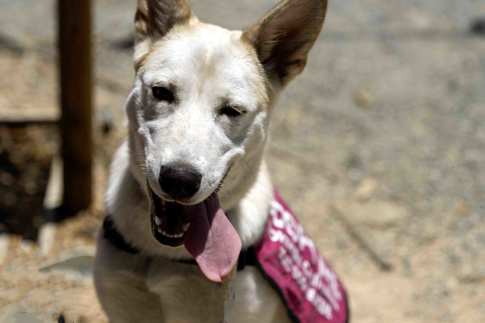 adoptable Dog in Walnut Creek, CA named Paisley