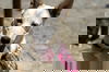 adoptable Dog in Walnut Creek, CA named Paisley