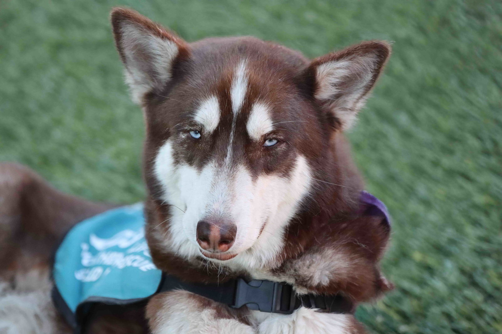 adoptable Dog in Walnut Creek, CA named Coco