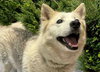 Tundra - Photo 24