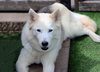Tundra - Photo 20