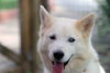 Tundra - Photo 21