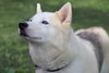Tundra - Photo 22