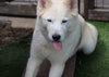 Tundra - Photo 23