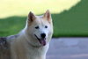 Tundra - Photo 16