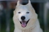 Tundra - Photo 18