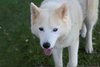 Tundra - Photo 19