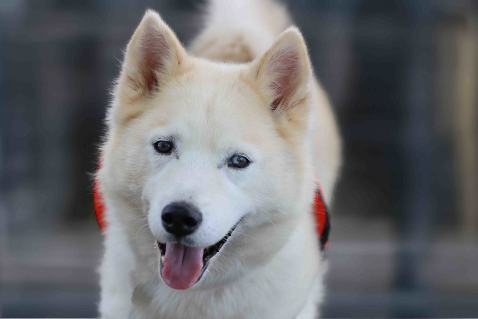 Tundra Image