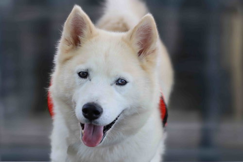 TUNDRA - Siberian Husky available for adoption