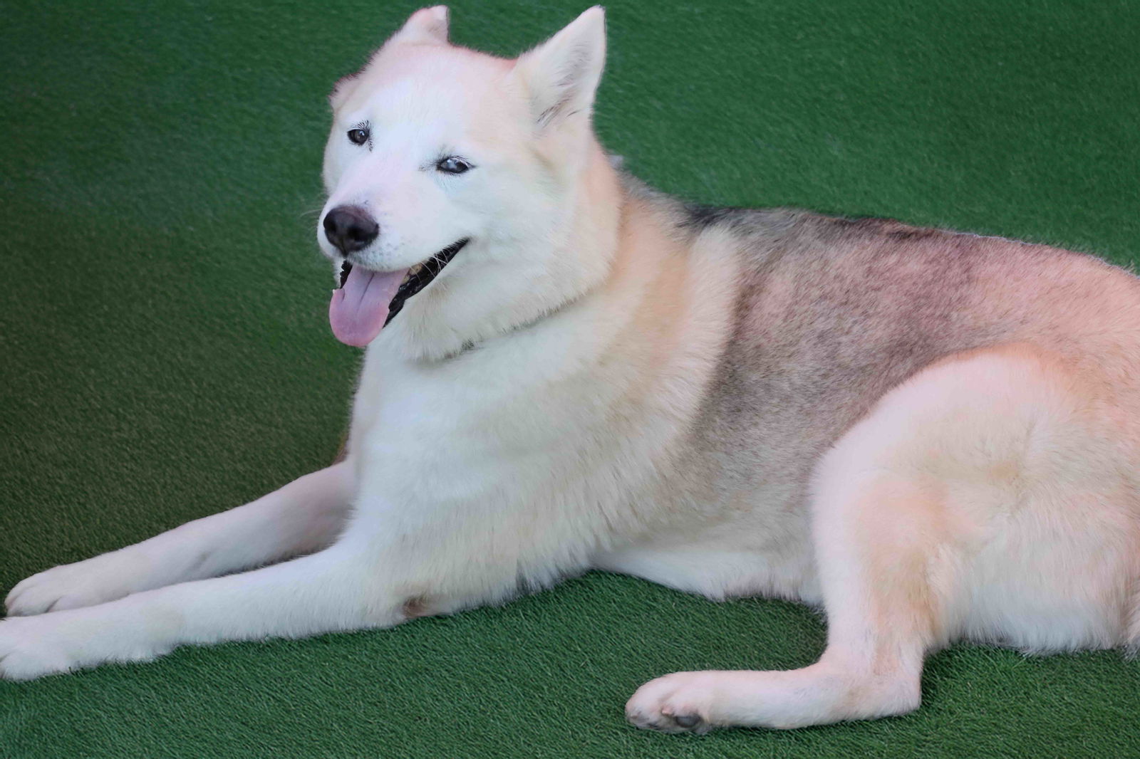adoptable Dog in Walnut Creek, CA named Tundra