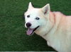 Tundra - Photo 14