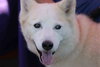 Tundra - Photo 15