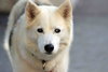 Tundra - Photo 9