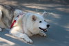 Tundra - Photo 11