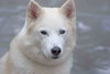 Tundra - Photo 6