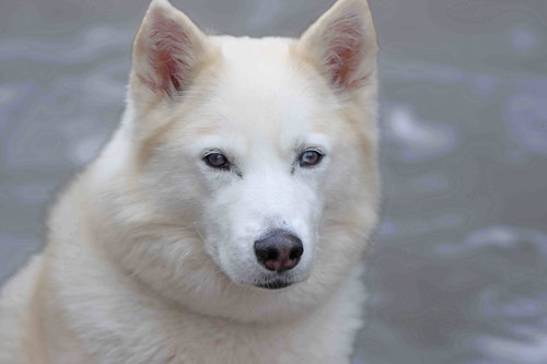 picture of the dog needing adoption