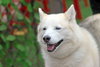 Tundra - Photo 5