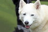 Tundra - Photo 7