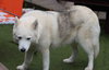 Tundra - Photo 8