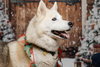 Tundra - Photo 2