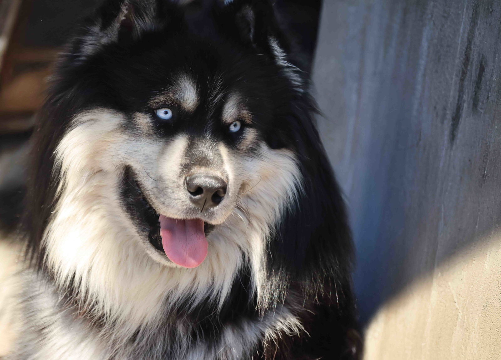 adoptable Dog in Walnut Creek, CA named Oso