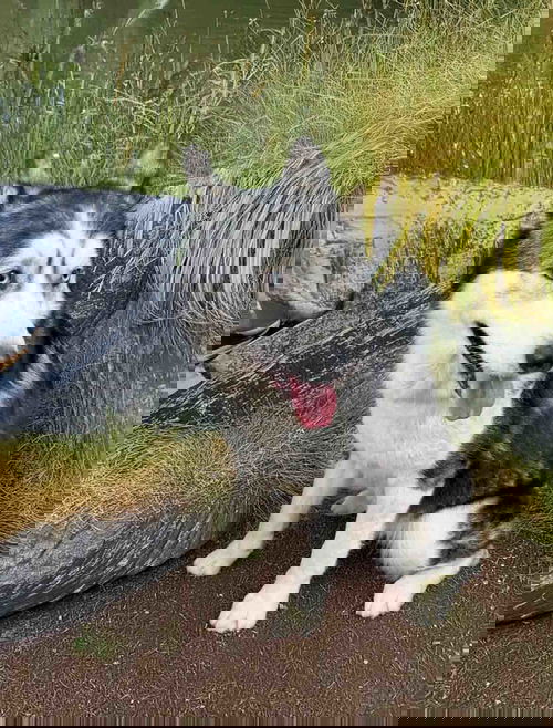 animal-image