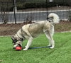 Klaus - Photo 14