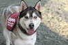 Klaus - Photo 6
