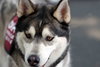 Klaus - Photo 9