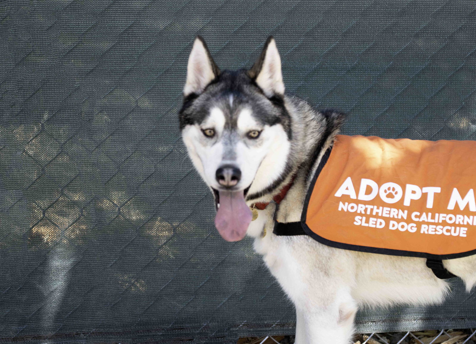 adoptable Dog in Walnut Creek, CA named Klaus