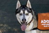 Klaus - Photo 7