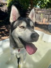 Klaus - Photo 1