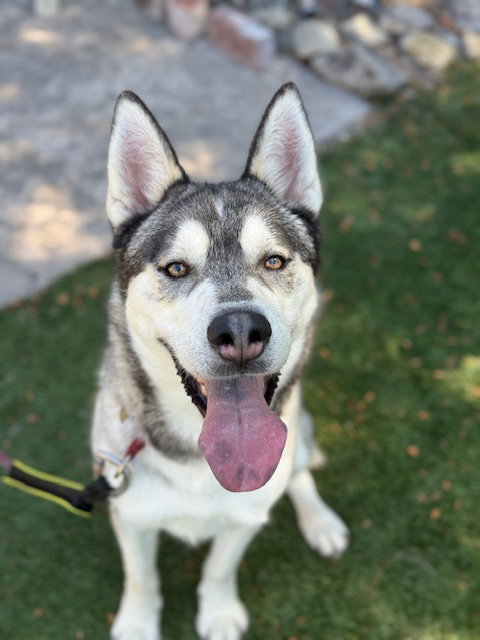 KLAUS - Siberian Husky available for adoption