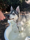 Klaus - Photo 3