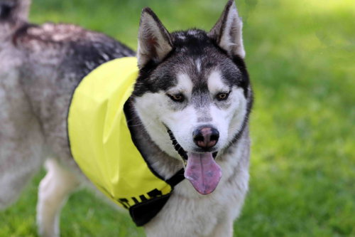 Klaus, an adoptable Siberian Husky in Walnut Creek, CA