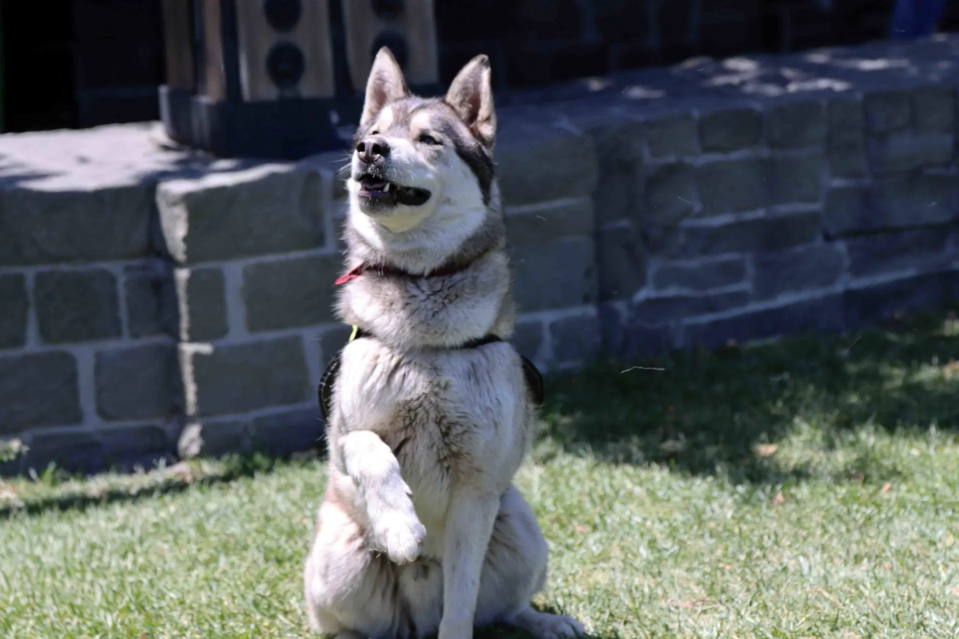 Klaus image 2