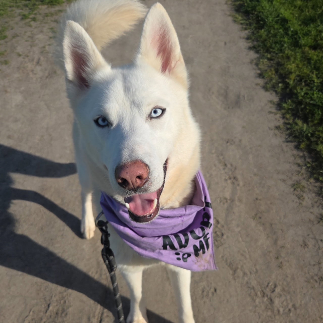 Polar