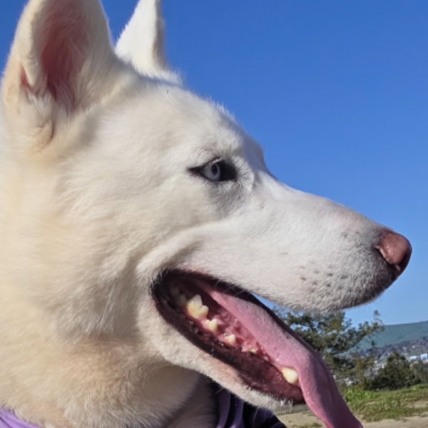 Polar