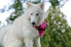 Ivory - Photo 7
