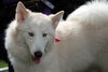 Ivory - Photo 9