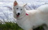Ivory - Photo 10