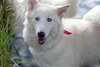 Ivory - Photo 11